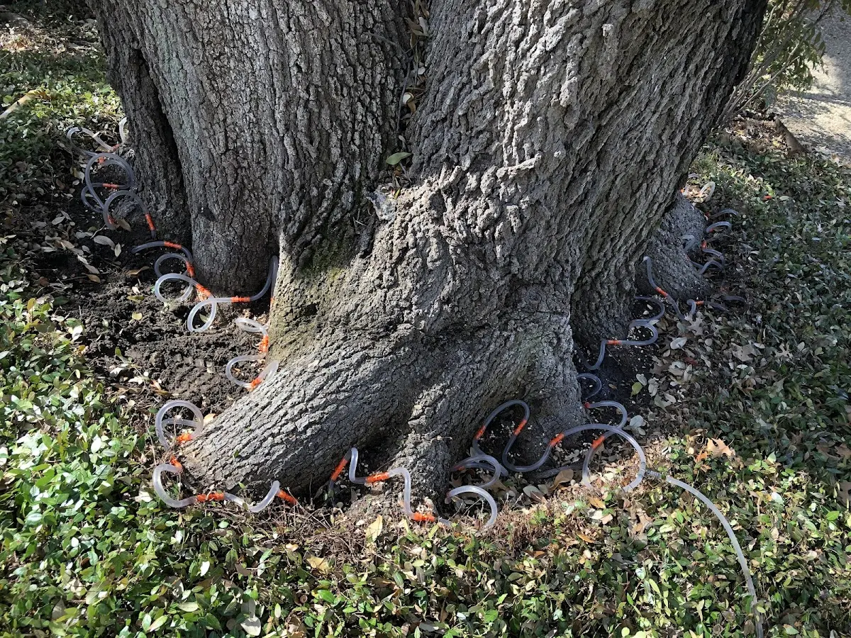 Detailed Shrub and Hedge Trimming job site in Johnson City