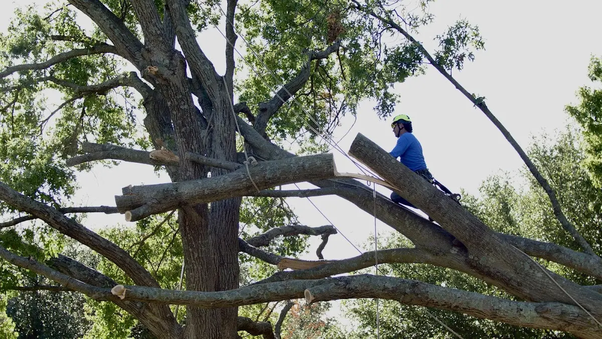 Professional Crown Thinning performed by certified arborists in Johnson City